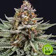 Strawberry Pie Auto - Fastbuds