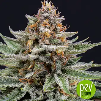 Strawberry Pie Auto - Fastbuds