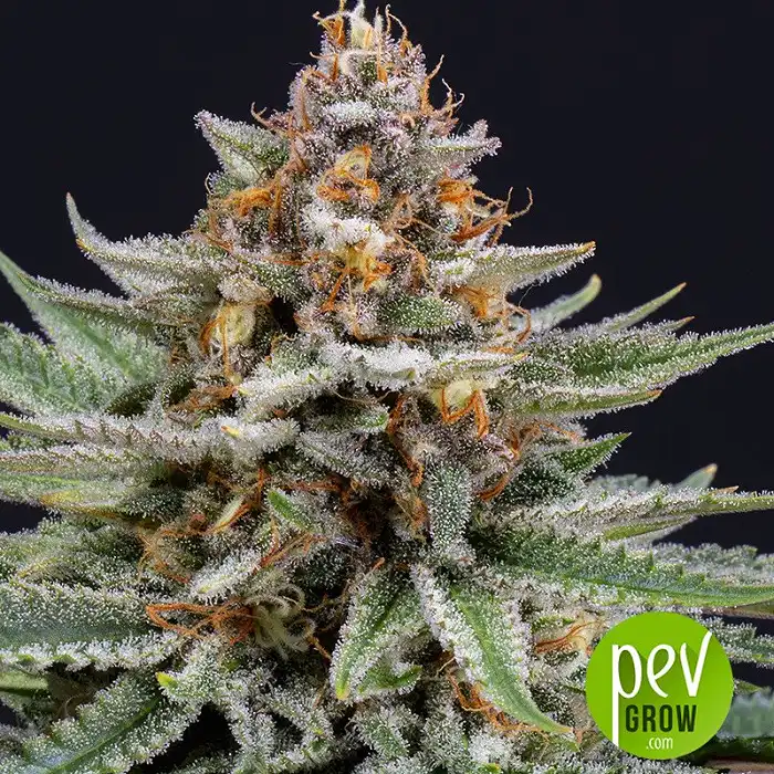 Strawberry Pie Auto - Fastbuds