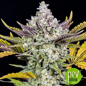 Gorilla Cookies Auto - Fastbuds