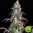 Lemon Pie Auto - Fastbuds