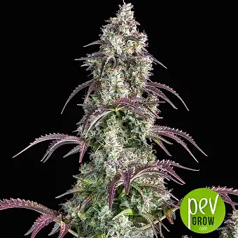 Lemon Pie Auto - Fastbuds