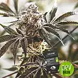 Blackberry Cake - Sensi Seeds