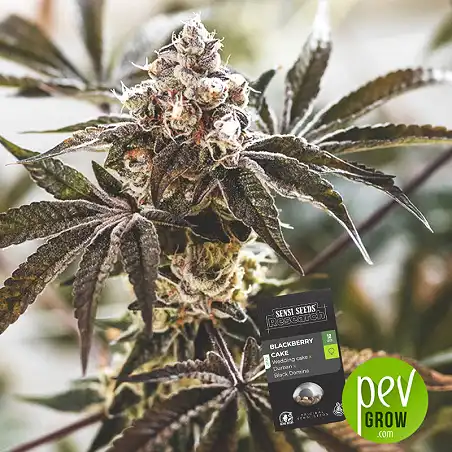 Blackberry Cake - Sensi Seeds