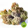 Blackberry Cake buds - Sensi Seeds