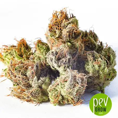 Blackberry Cake buds - Sensi Seeds