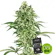 Buttercream Gelato - Sensi Seeds
