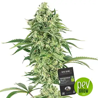 Buttercream Gelato - Sensi Seeds