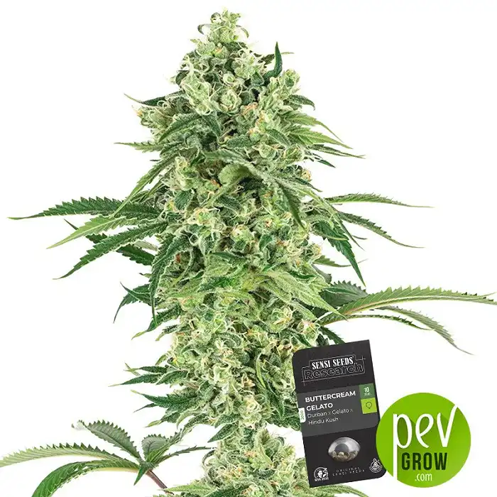 Buttercream Gelato - Sensi Seeds