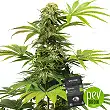 N13 Kush - Sensi Seeds