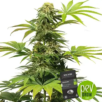 N13 Kush - Sensi Seeds