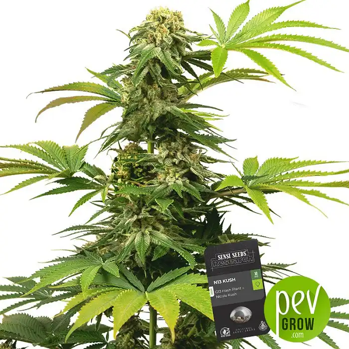 N13 Kush - Sensi Seeds