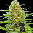 Banana Frosting - Sensi Seeds