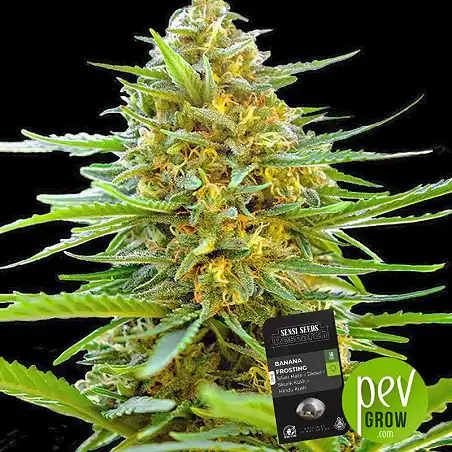 Banana Frosting - Sensi Seeds