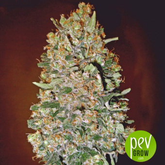 Auto Chocolate Kush - 00 Seeds