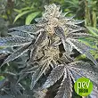 2y2 - R-Kiem Seeds 2y2 - R-Kiem Seeds