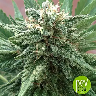 Godzilla Glue - Dr Underground