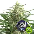 Sig Sour XXL Auto - BSF Seeds 1