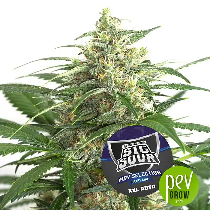 Sig Sour XXL Auto - BSF Seeds