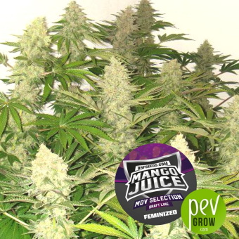 Mango Juice - BSF Seeds