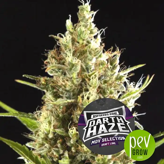 Dart Haze - BSF Seeds