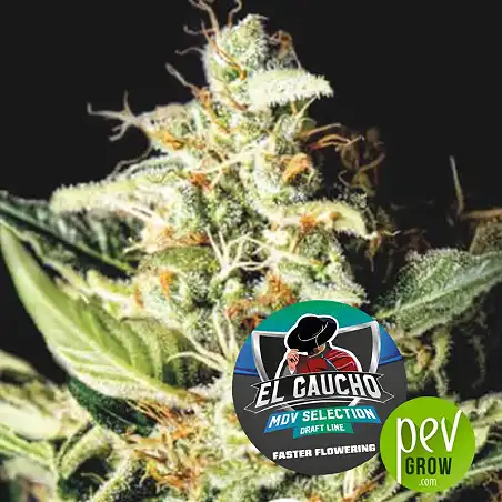 El Gaucho Fast Flowering - BSF Seeds