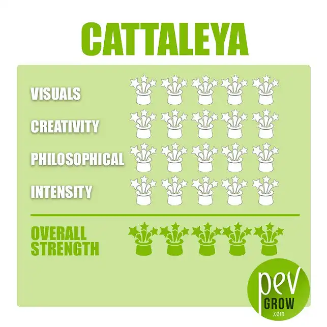 Magic truffles Cattaleya effects