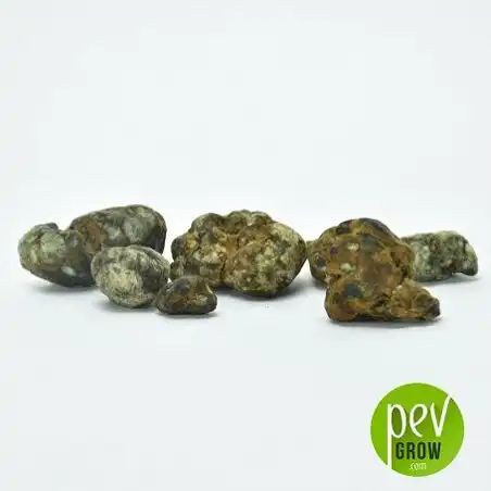 Trufas mágicas Cattaleya