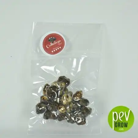Magic truffles Cattaleya package