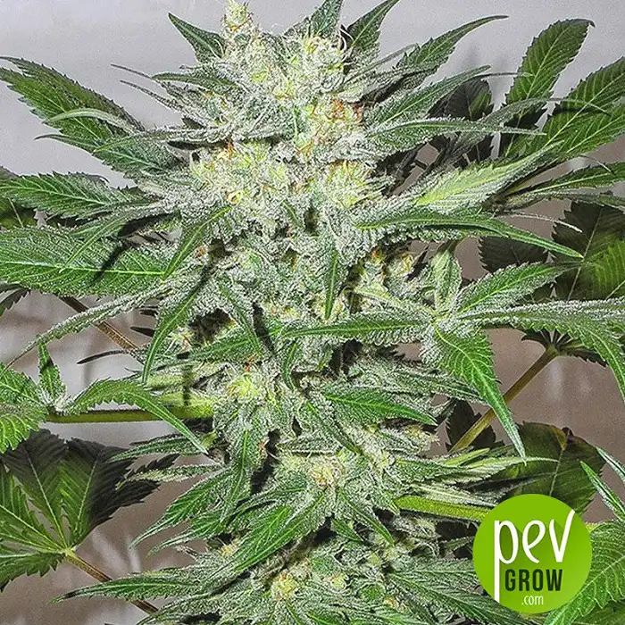 Flashberry - Mandala Seeds