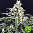 Amnesia Amazon Haze - R-Kiem Seeds Amnesia Amazon Haze - R-Kiem Seeds