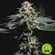Super Skunk Thunderstrom - R-Kiem Seeds Super Skunk Thunderstrom - R-Kiem Seeds