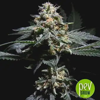 Super Skunk Thunderstrom - R-Kiem Seeds