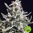 Super Skunk Thunderstrom - R-Kiem Seeds