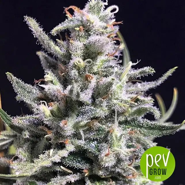 Super Skunk Thunderstrom - R-Kiem Seeds