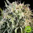 Critical Jack Condor - R-Kiem Seeds Critical Jack Condor - R-Kiem Seeds