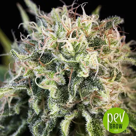 Critical Jack Condor - R-Kiem Seeds