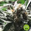 Critical Jack Condor - R-Kiem Seeds