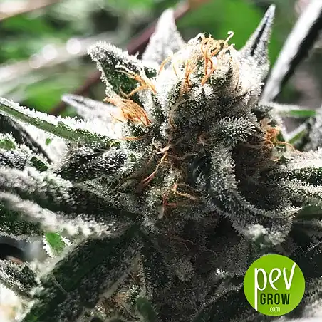 Critical Jack Condor - R-Kiem Seeds