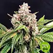 Dead Cheese - R-Kiem Seeds Dead Cheese - R-Kiem Seeds