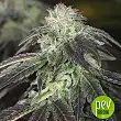Dark Kush Auto - R-Kiem Seeds Dark Kush Auto - R-Kiem Seeds