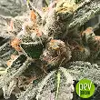 OG Kush - Dark Kush - R-Kiem Seeds
