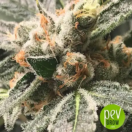 OG Kush - Dark Kush - R-Kiem Seeds