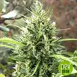 Beldia - French Touch Seeds