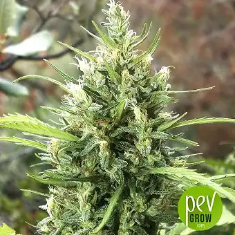 Beldia - French Touch Seeds