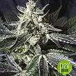 Blackjack - Nirvana Seeds