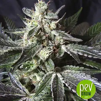 Blackjack - Nirvana Seeds