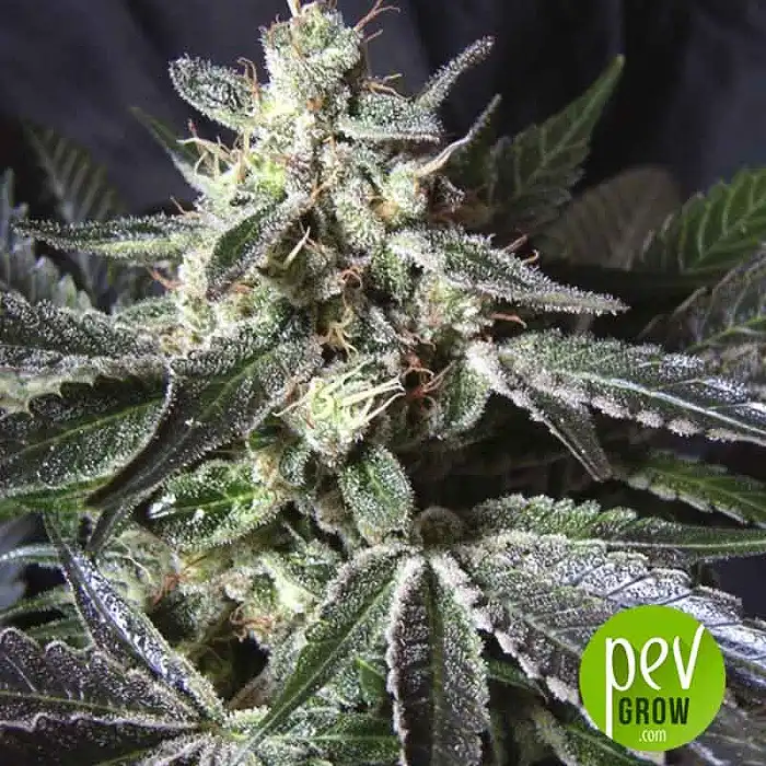 Blackjack - Nirvana Seeds