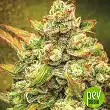 Amnesia Haze Automatic - Nirvana Seeds