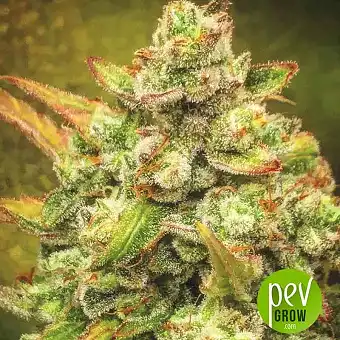 Amnesia Haze Automatic - Nirvana Seeds